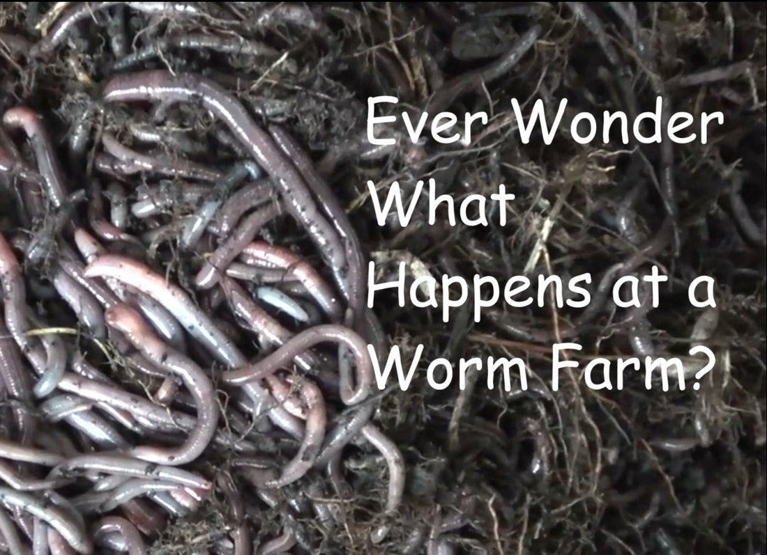 What Happens at a Worm Farm?