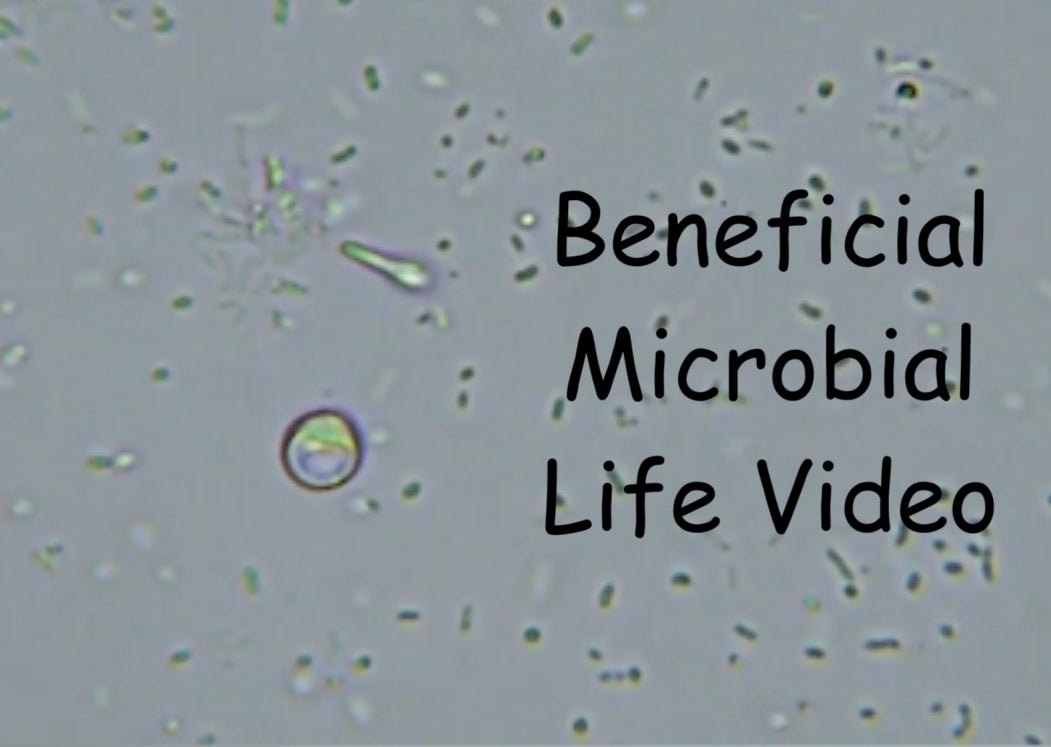 Microbial Life