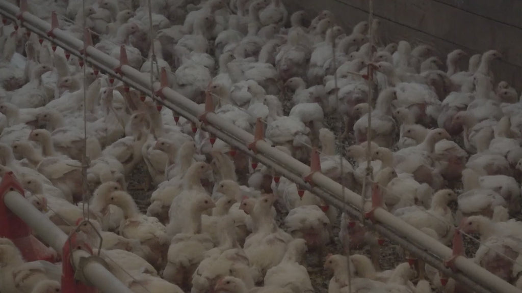 Chicken Compost - 10 Qt