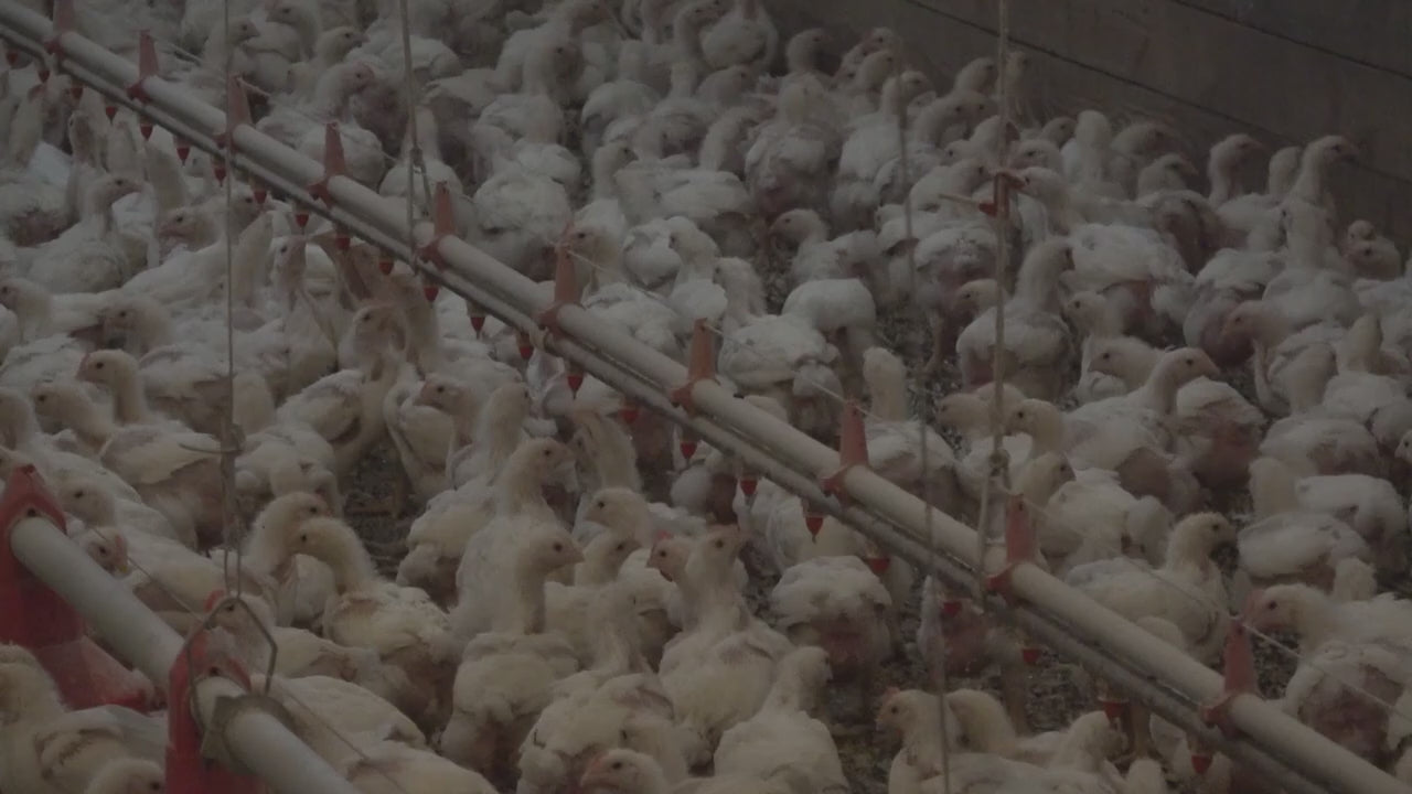 Chicken Compost - 10 Qt